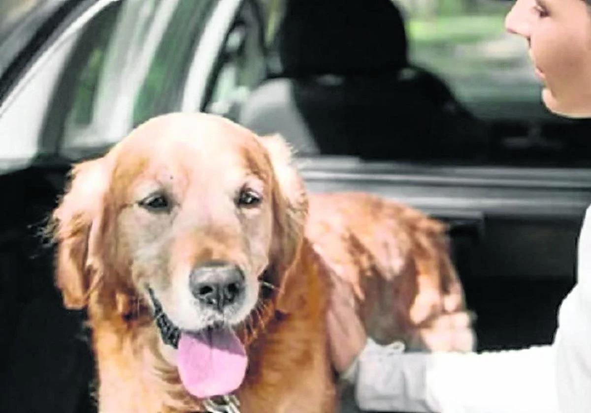 Un perro antes de entrar en un coche.