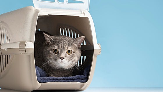 Conoce los beneficios de los difusores de feromonas para gatos