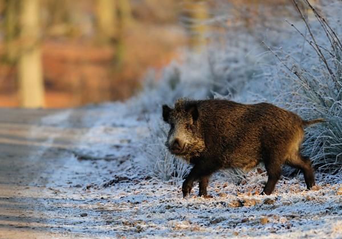 Jabalí, corzo y perro son los que causan más accidentes