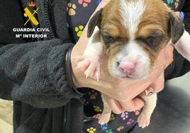 Uno de los cachorros rescatados.