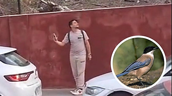 Vecinos de Linares denuncian picotazos y ataques de pájaros: «Se han vuelto locos»