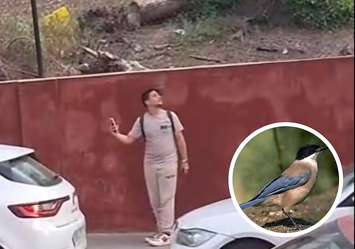 Un pájaro golpea a un peatón.