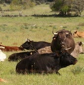 Imagen de archivo de ganado vacuno de carne en una explotación de la provincia de Segovia.