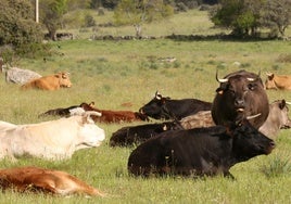 Imagen de archivo de ganado vacuno de carne en una explotación de la provincia de Segovia.