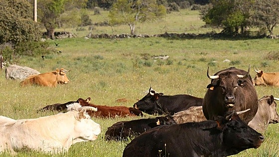 Muere una mujer tras ser embestida por dos reses en un pueblo de Segovia