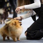 Una mujer prepara a su perro para participar en una exhibición.