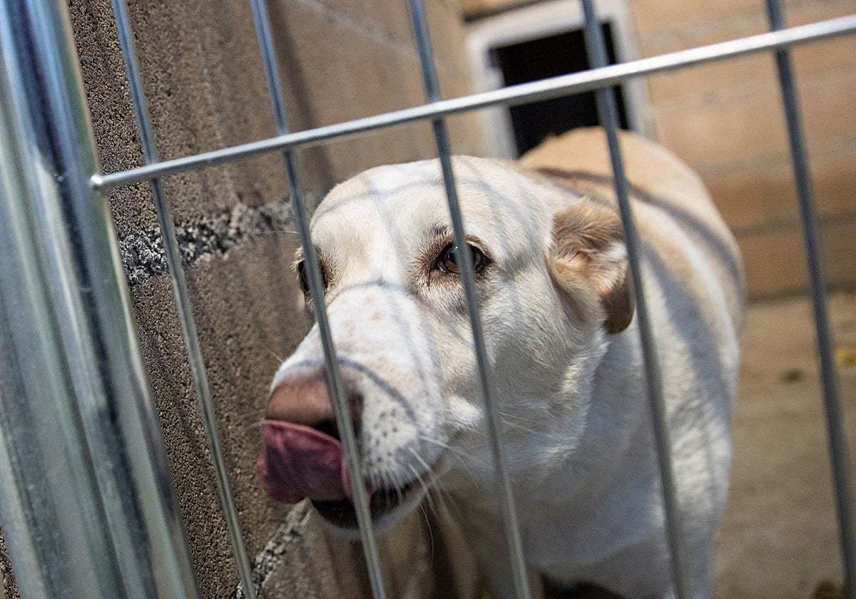 Un perro, en uno de los centros de acogida de animales existentes en Madrid.