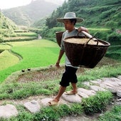 Un agricultor carga un cesto de arroz.