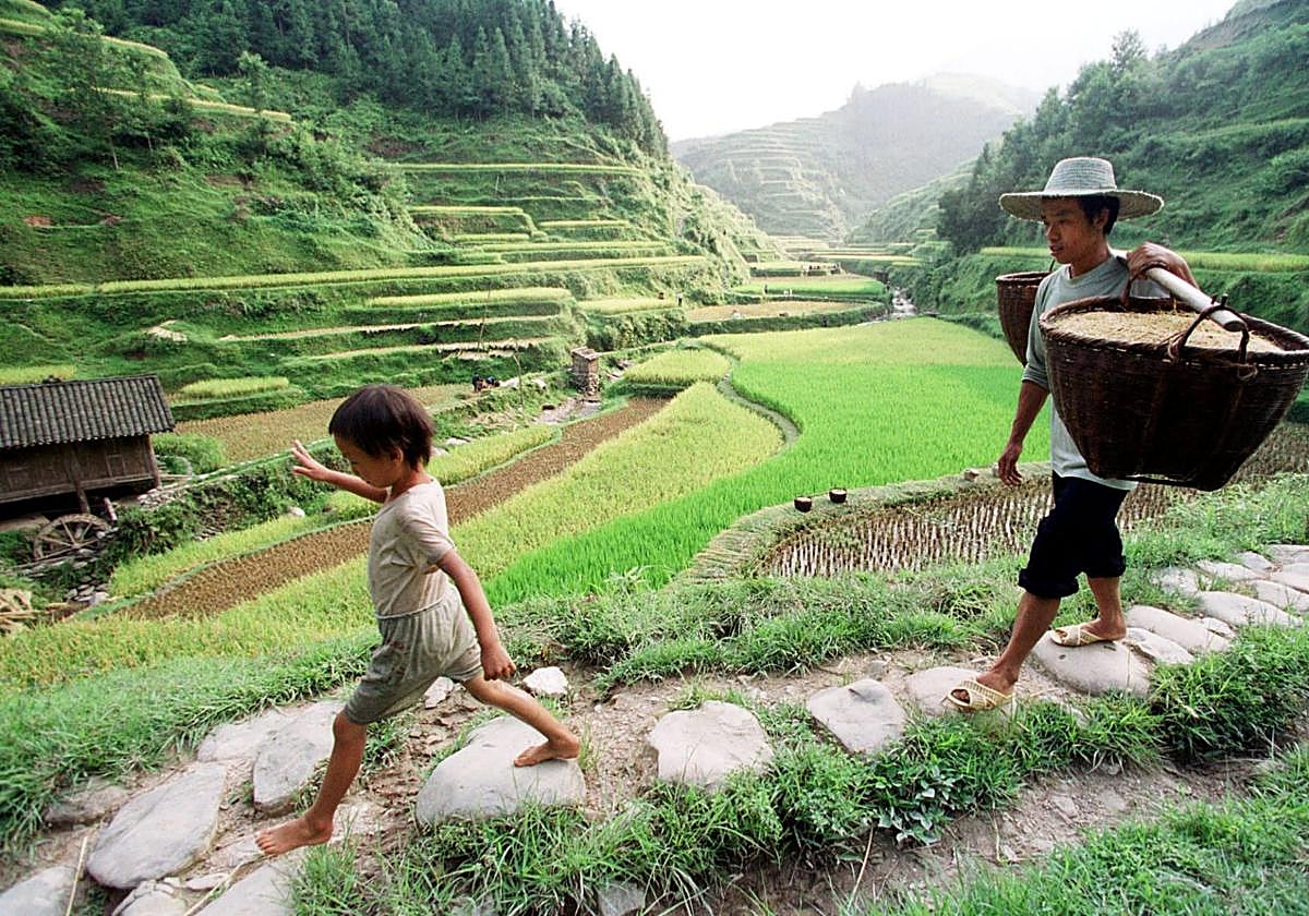 Un agricultor carga un cesto de arroz.