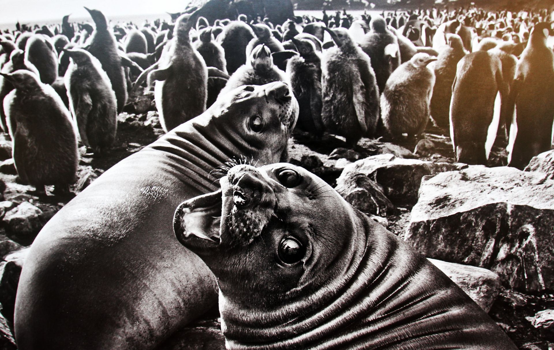 Inauguración de la exposición Génesis de Sebastiao Salgado