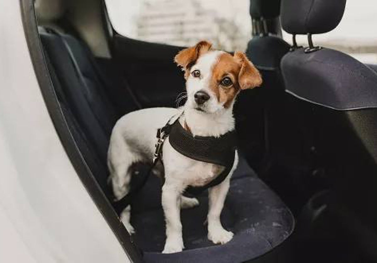 Lo que hay que usar, y lo que no, a la hora de llevar a nuestra mascota en el coche | las provincias