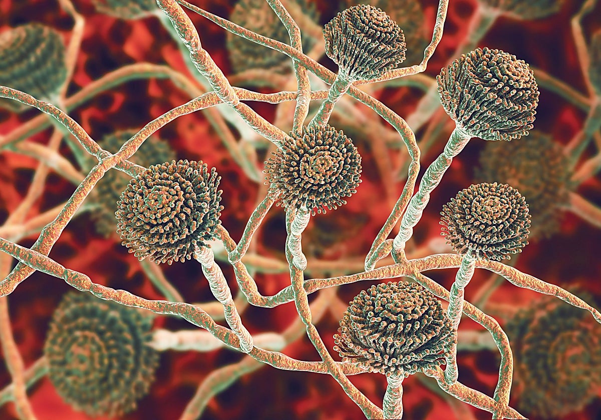 Un hongo que mata a dos millones de personas al año se propaga por Europa