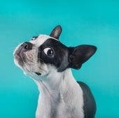 ¿Seguro que entiendes a tu perro? La ciencia dice que posiblemente no