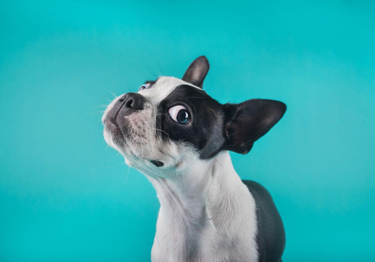 ¿Seguro que entiendes a tu perro? La ciencia dice que posiblemente no