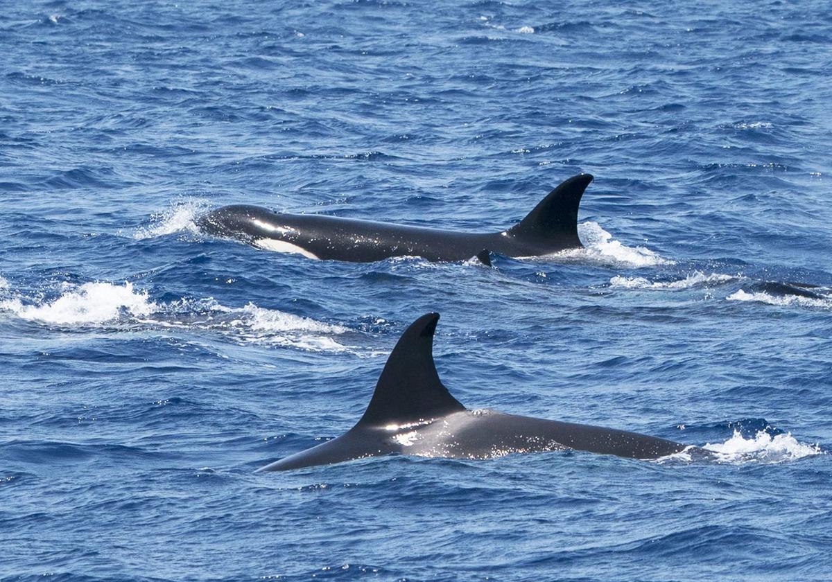 ¿se han acabado los 'ataques' de orcas a los barcos? | las provincias