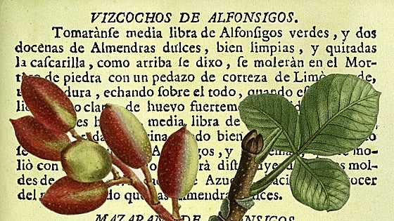 Del alfóncigo al pistacho