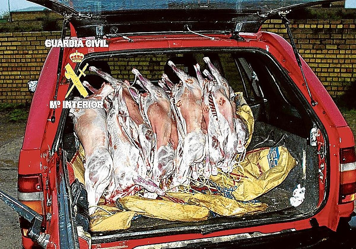 Listos para su distribución, 50 corderos ya sacrificados y sin control sanitario.