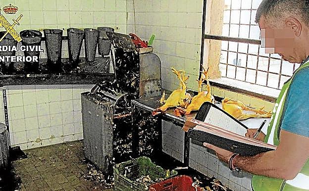 Un agente inspecciona una sala de sacrificio ilegal.