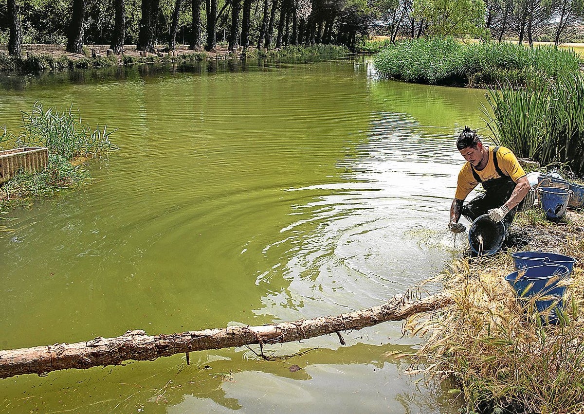 Imagen secundaria 1 - Salmones en la España vaciada