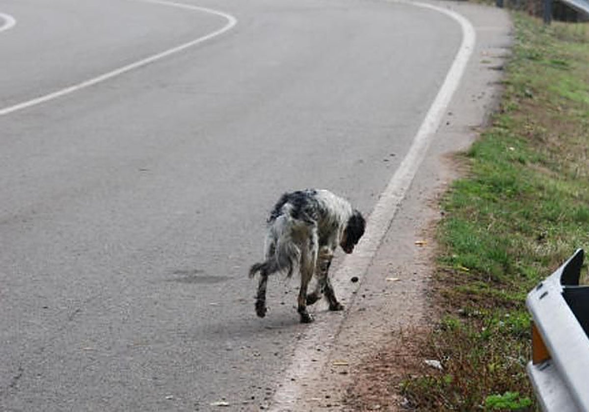 Un simple descuido, como una correa mal colocada o una puerta abierta, puede tener consecuencias fatales