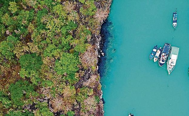 Vista aérea de embarcaciones cerca de la costa en Puerto Ayora.