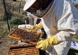 Un apicultor ataviado con un buzo protector manipula un panal de abejas.