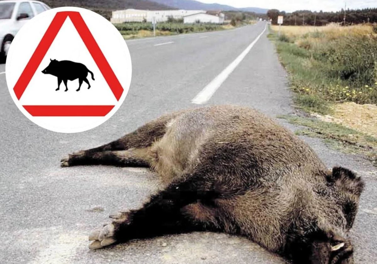 A wild boar lying on the road after an accident and the sign that now warns of its presence.