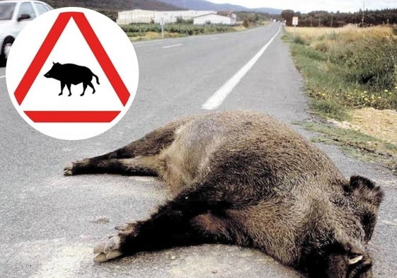 Un jabalí tendido en la carretera tras un accidente y la señal que, desde ahora, avisa de su presencia.