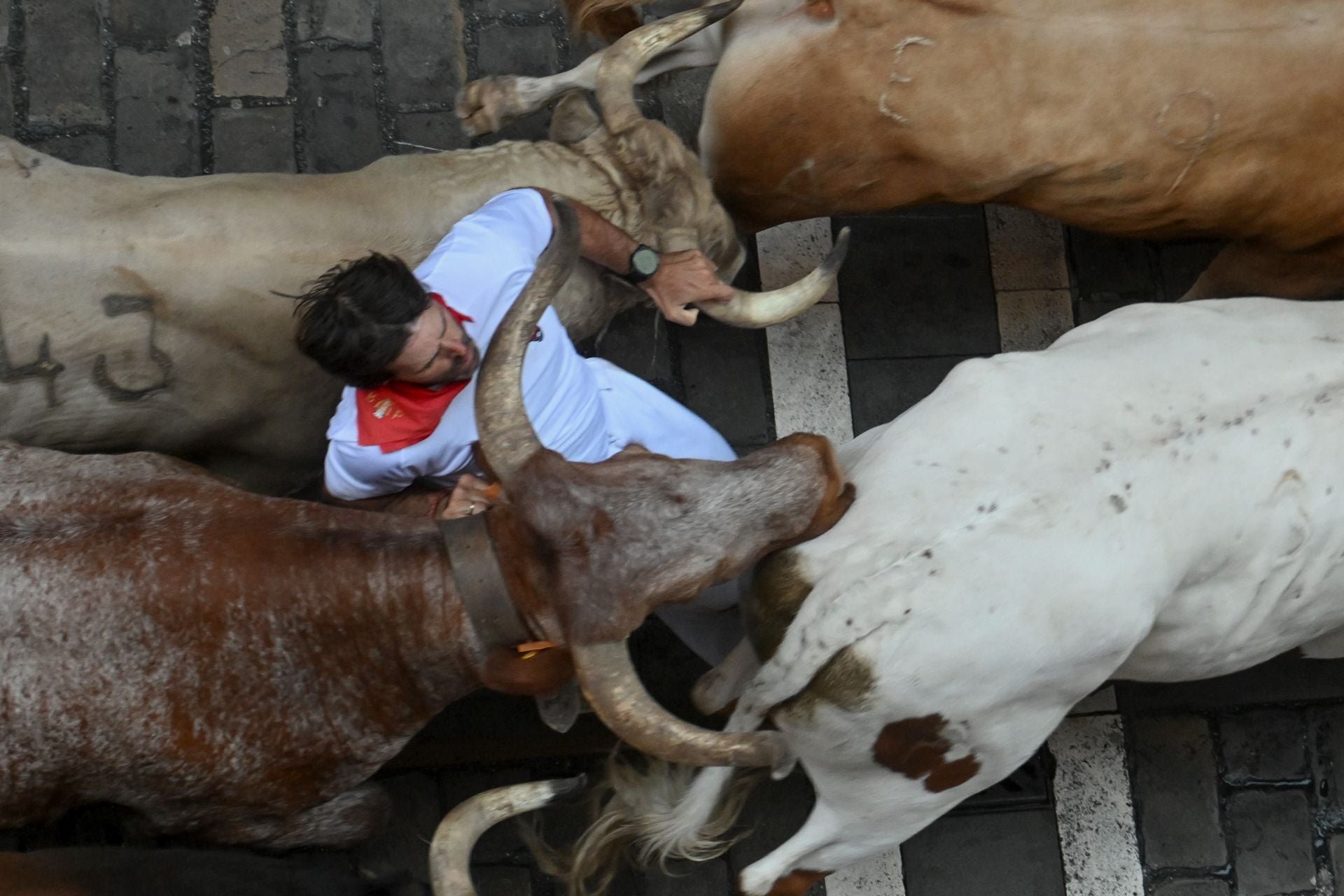 Un mozo, entre los toros de la ganadería Álvaro Núñez.