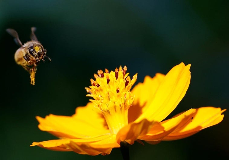 La reintroducción de un pesticida pone a Francia en pie de guerra