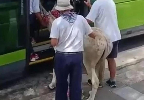Momento en el que el burro accede al bus.