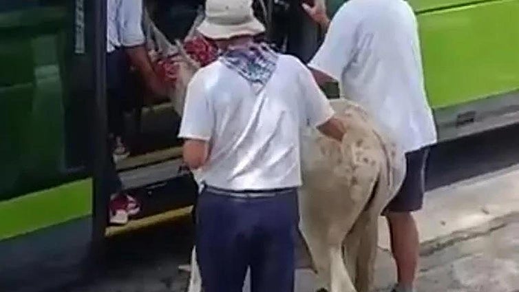 Expedientan al conductor del autobús al que subieron un burro en Vizcaya