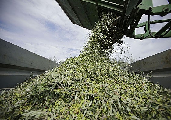 Un camión tras recolectar toneladas de aceitunas en un olivar de Jaén.