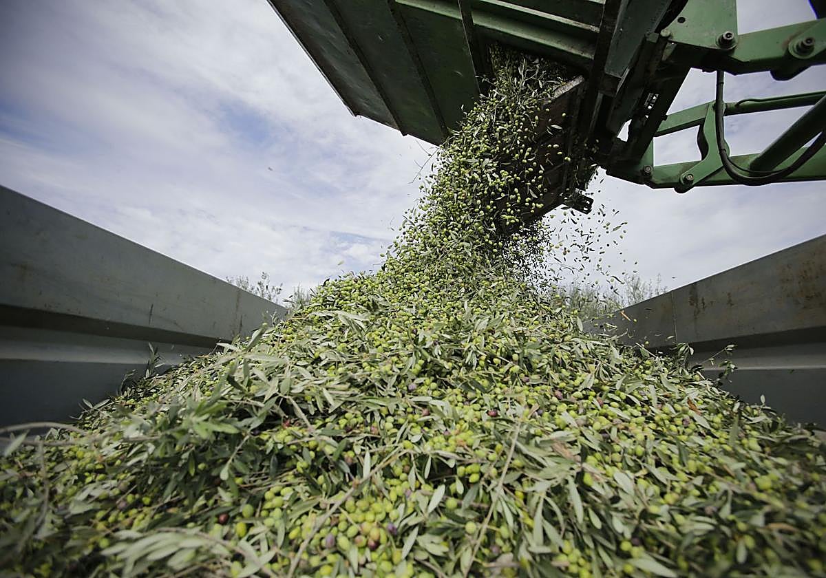 Un camión tras recolectar toneladas de aceitunas en un olivar de Jaén.