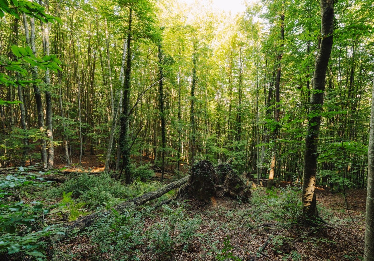 Una imagen del hayedo de La Garrotxa, en la provincia de Girona.