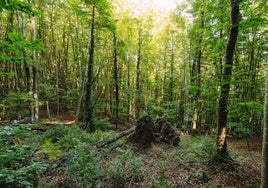 Una imagen del hayedo de La Garrotxa, en la provincia de Girona.