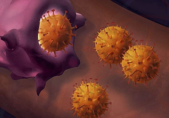 Células de melanoma.