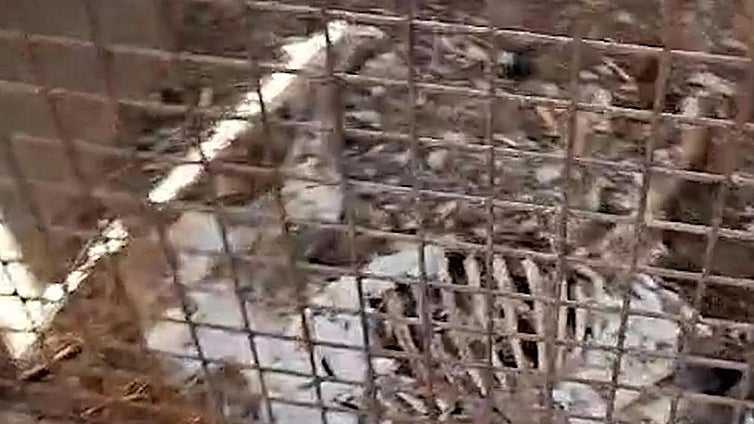Encuentran 32 perros muertos tras ser abandonados sin agua ni comida en una finca de Badajoz