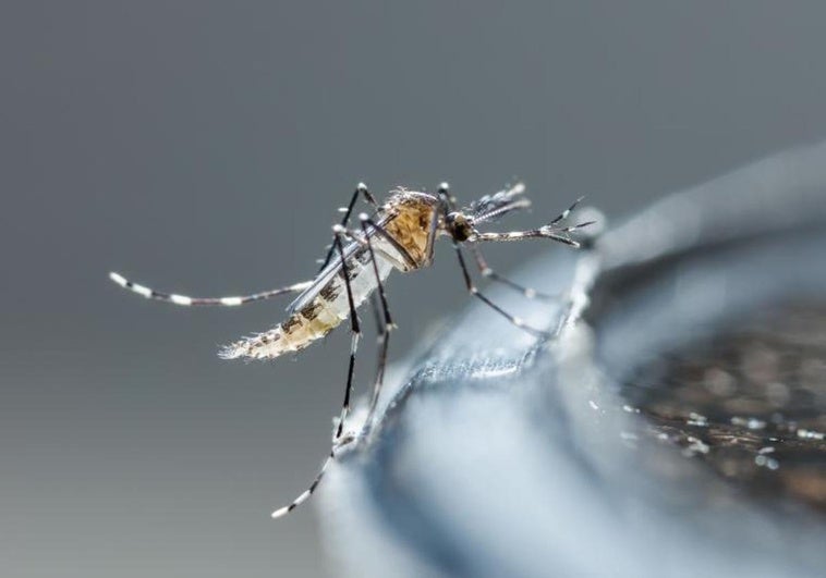 Virus chikungunya: causas, síntomas y tratamiento
