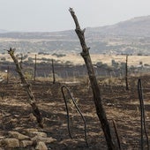 Vista de terreno calcinado en el incendio de Tres Cantos, Madrid.