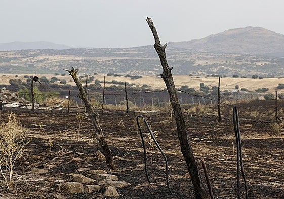 Vista de terreno calcinado en el incendio de Tres Cantos, Madrid.