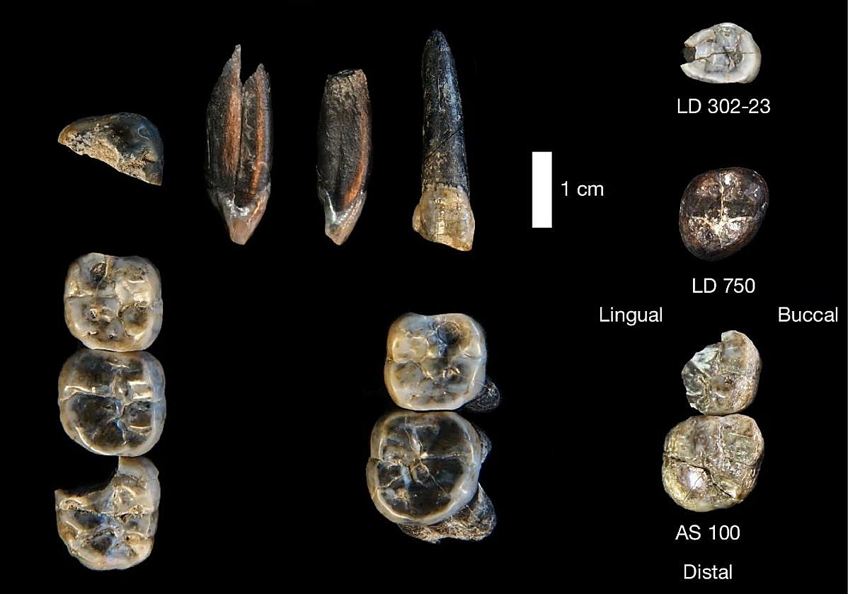 Los 13 dientes fósiles recolectados en el Área de Investigación Ledi-Geraru entre 2015 y 2018.