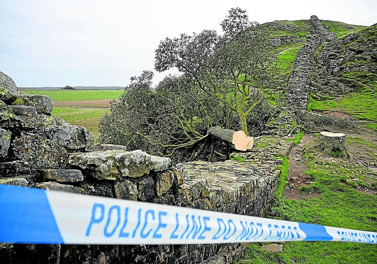 El arce era toda una referencia cultural dentro de Gran Bretaña.