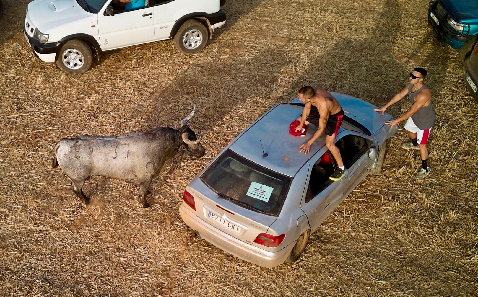 Denuncian que un toro fue embestido con coches y perros durante un encierro en Guadalajara