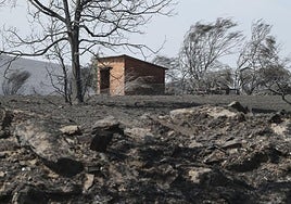 Zona arrasada por el incendio forestal de Abejera (Zamora).