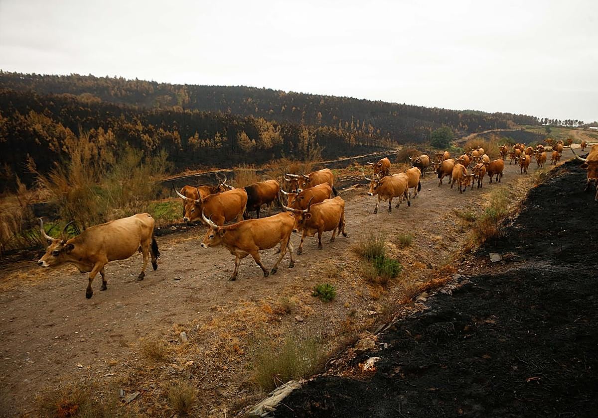 Un rebaño de vacas busca pastos en una zona calcinada en Quiroga (Lugo).
