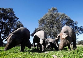 Cerdos ibéricos comiendo bellota de encinas en una dehesa del Valle de Los Pedroches