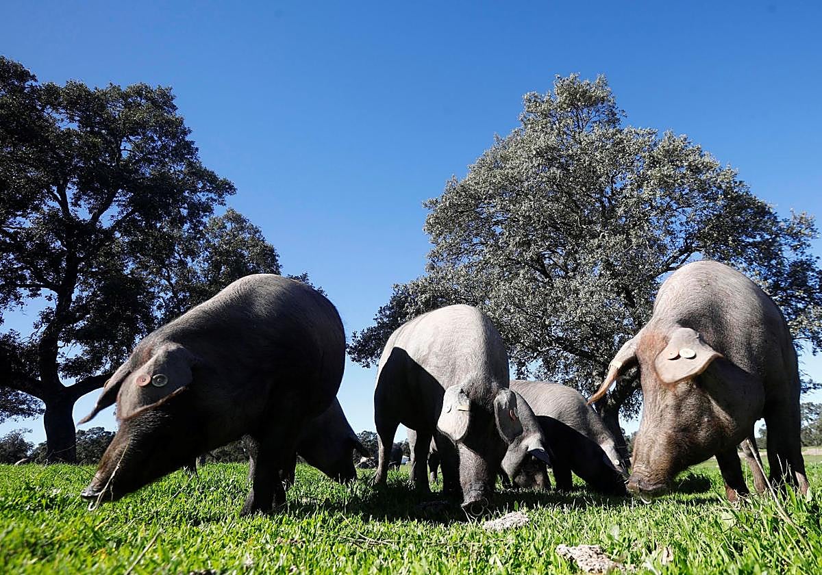 Cerdos ibéricos comiendo bellota de encinas en una dehesa del Valle de Los Pedroches