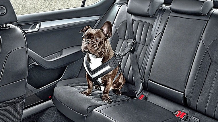 Sistemas de seguridad para perros y mascotas