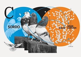 Tras los 170.000 euros de los palomos robados: cuánto vale un 'atleta de élite' en la colombicultura